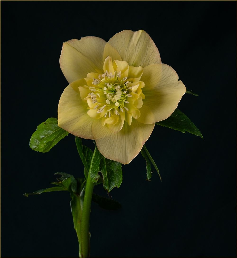 Yellow Hellebore